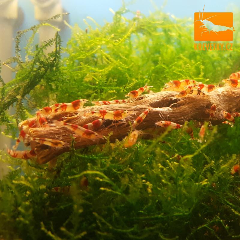 Caridina Cantonensis sp. Red Crystal Grade A - od 20ks