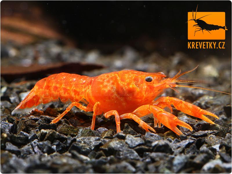 CPO mini rak mexický (Cambarellus patzcuarensis orange) - Samec