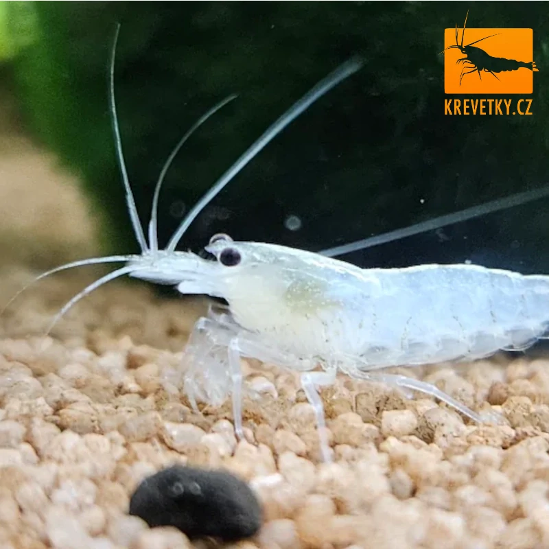 Caridina Japonica (Amano shrimp) SNOW WHITE odchov EU