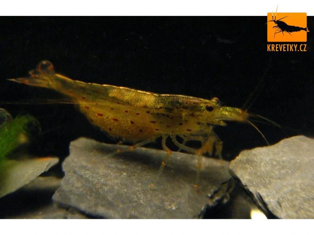 Caridina Japonica (Amano shrimp) GOLD odchov EU