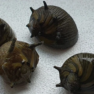 Clithon sp. Corona (Neritidae)