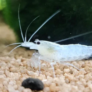 Caridina Japonica (Amano shrimp) SNOW WHITE odchov EU