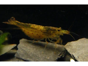 Caridina Japonica (Amano shrimp) GOLD odchov EU