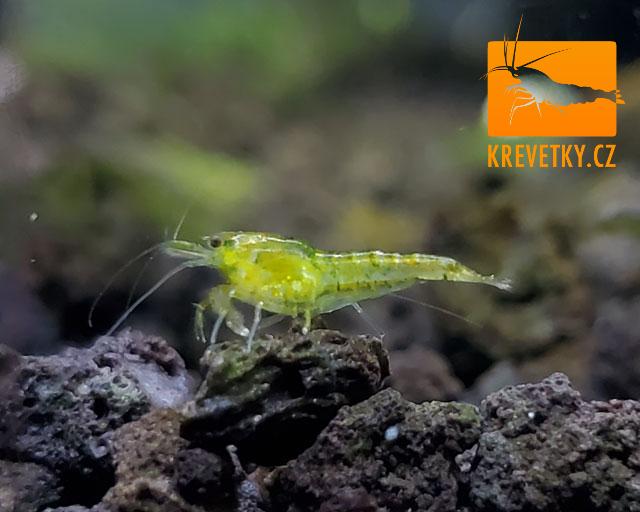 Neocaridina Davidi var. Green Jade