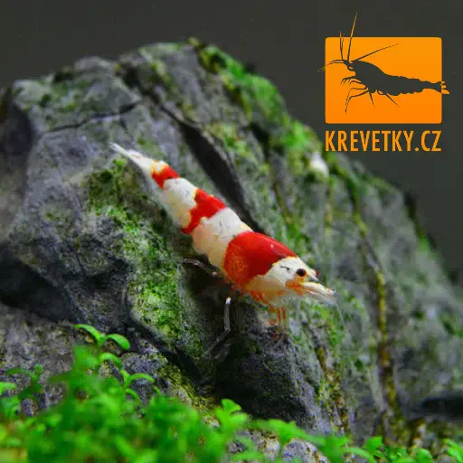 Caridina Cantonensis sp. Red Crystal Grade A