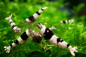 Caridina Cantonensis sp. Black Crystal Grade A - od 30ks