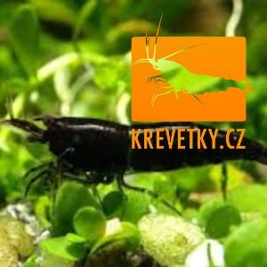 Neocaridina Davidi var. Black Rose