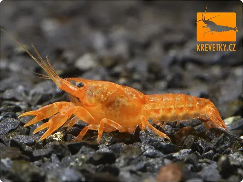 CPO mini rak mexický (Cambarellus patzcuarensis orange) - Samec