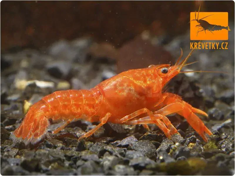 CPO mini rak mexický (Cambarellus patzcuarensis orange) - Samec