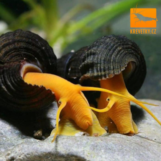 Tylomelania malá sp. Orange / sp. Yellow (narozeno v ČR)