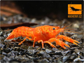 CPO mini rak mexický (Cambarellus patzcuarensis orange) - Samec