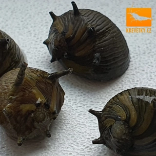 Clithon sp. Corona (Neritidae)