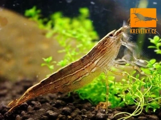 Atyopsis moluccensis