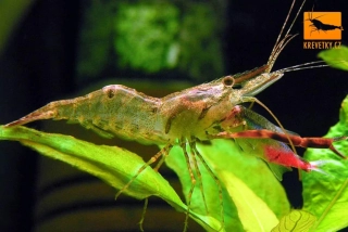 Macrobrachium dayanum