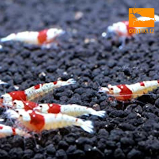 Caridina Cantonensis sp. Red Crystal Grade A SS a SSS