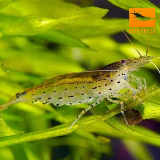 Caridina Japonica (Amano shrimp)