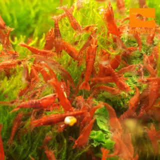 Neocaridina Davidi var. Sakura Super Red Class A