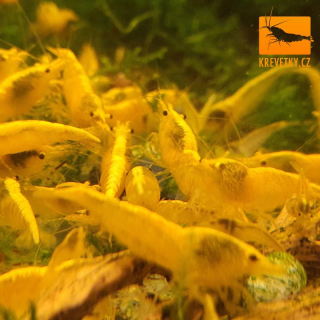 Neocaridina Davidi var. Yellow Neon
