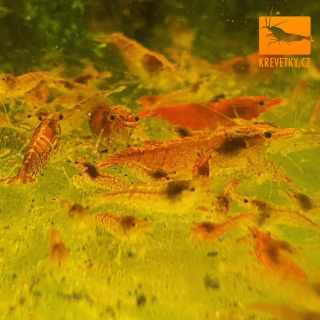 Neocaridina Davidi var. Cherry