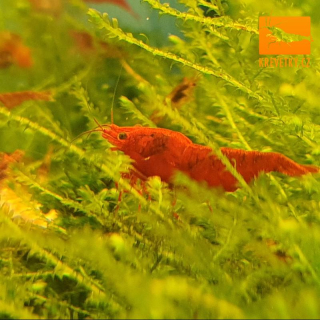 Neocaridina Davidi var. Sakura Red