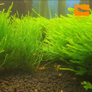 Flame Moss (Taxiphyllum sp.)