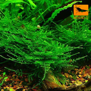 Taiwan Moss (Taxiphyllum Alternans)