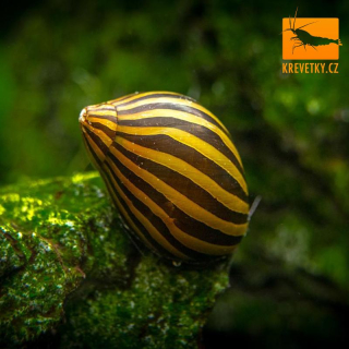 Neritina Zebra (Neritina natalensis)