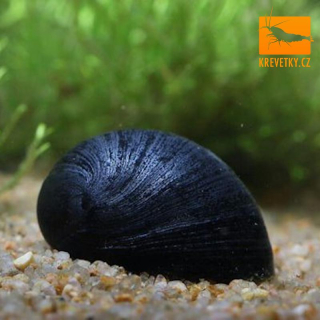 Neritina Black (Filopaludina / Helmet Snail / Zubovec pacifický)